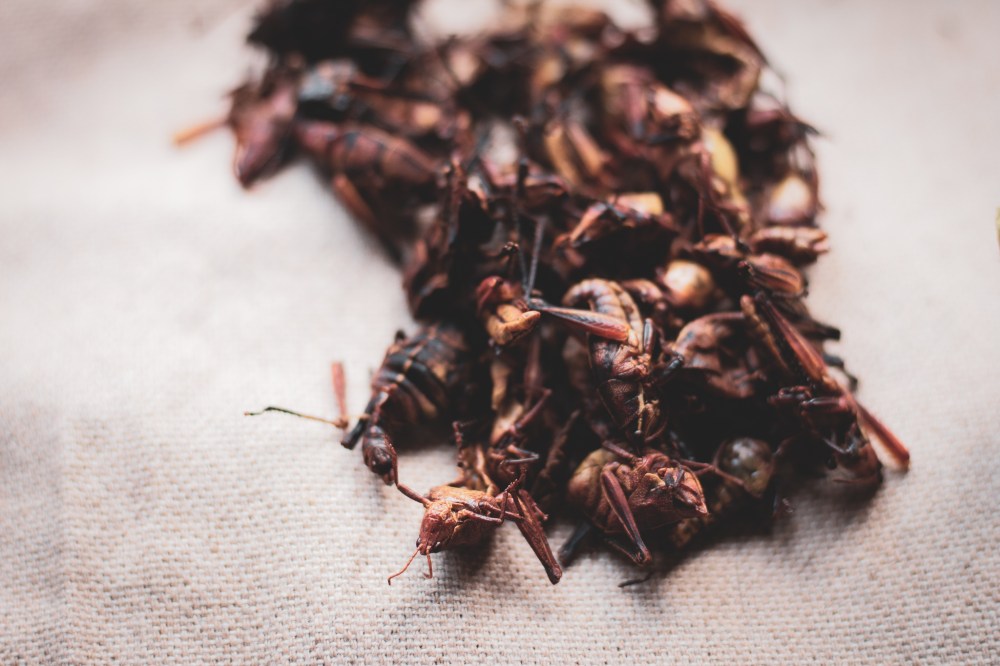 chapulines